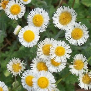 Meet your Posher, Piper